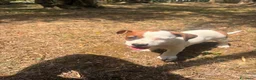Jack Russell cani in vendita: Cucciola femmina jack Russell pedegree - Annuncio 6