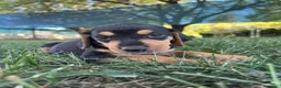 Segugio cani in vendita: Segugio italiano  a Provincia di Bergamo - Annuncio 4