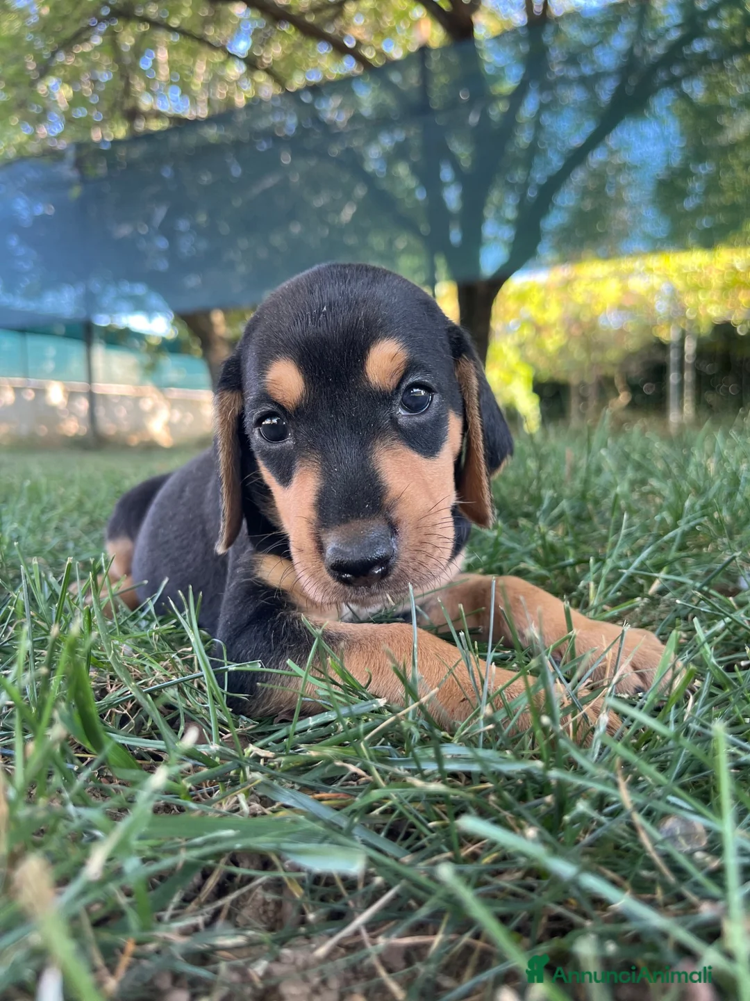 Segugio cani in vendita: Segugio italiano  a Provincia di Bergamo - Annuncio 4