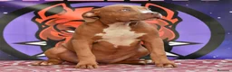 American Bully cani in vendita: Cucciole di American Bully XL. - Annuncio 4