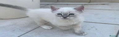 Ragdoll 2