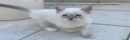 Ragdoll gatti in vendita: Gatto ragdoll - Annuncio 4