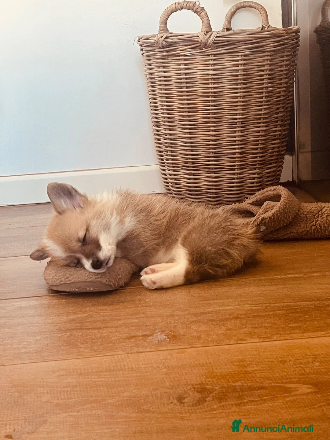 Corgi Pembroke cani in vendita: All.PAPILOVIT  - Annuncio 11