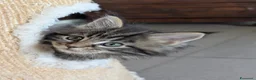 Maine Coon gatti in vendita: Cuccioli di Maine Coon alta qualità  - Annuncio 11