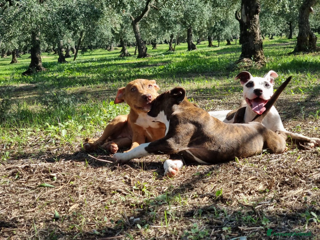 American Staffordshire cani in vendita: Cuccioli Amstaff Pedigree Bari Lecce Taranto a Città Metropolitana di Bari - Annuncio 2