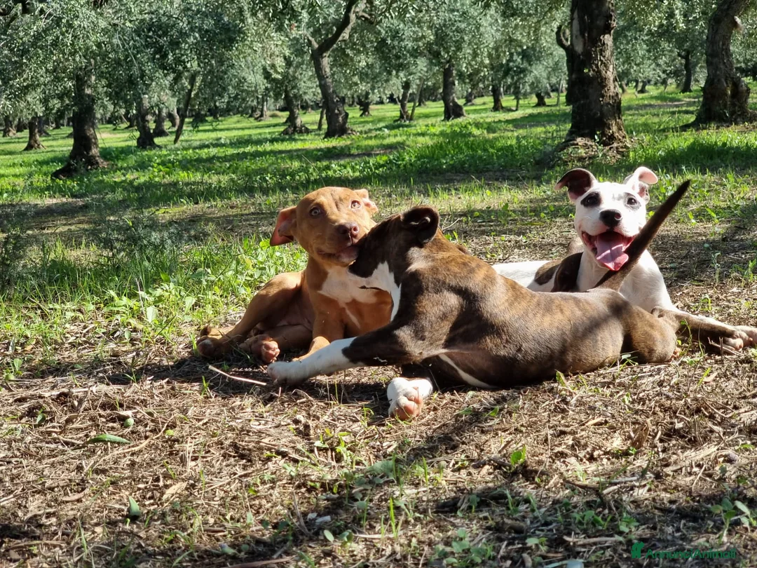American Staffordshire cani in vendita: Cuccioli Amstaff Pedigree Bari Lecce Taranto a Città Metropolitana di Bari - Annuncio 2
