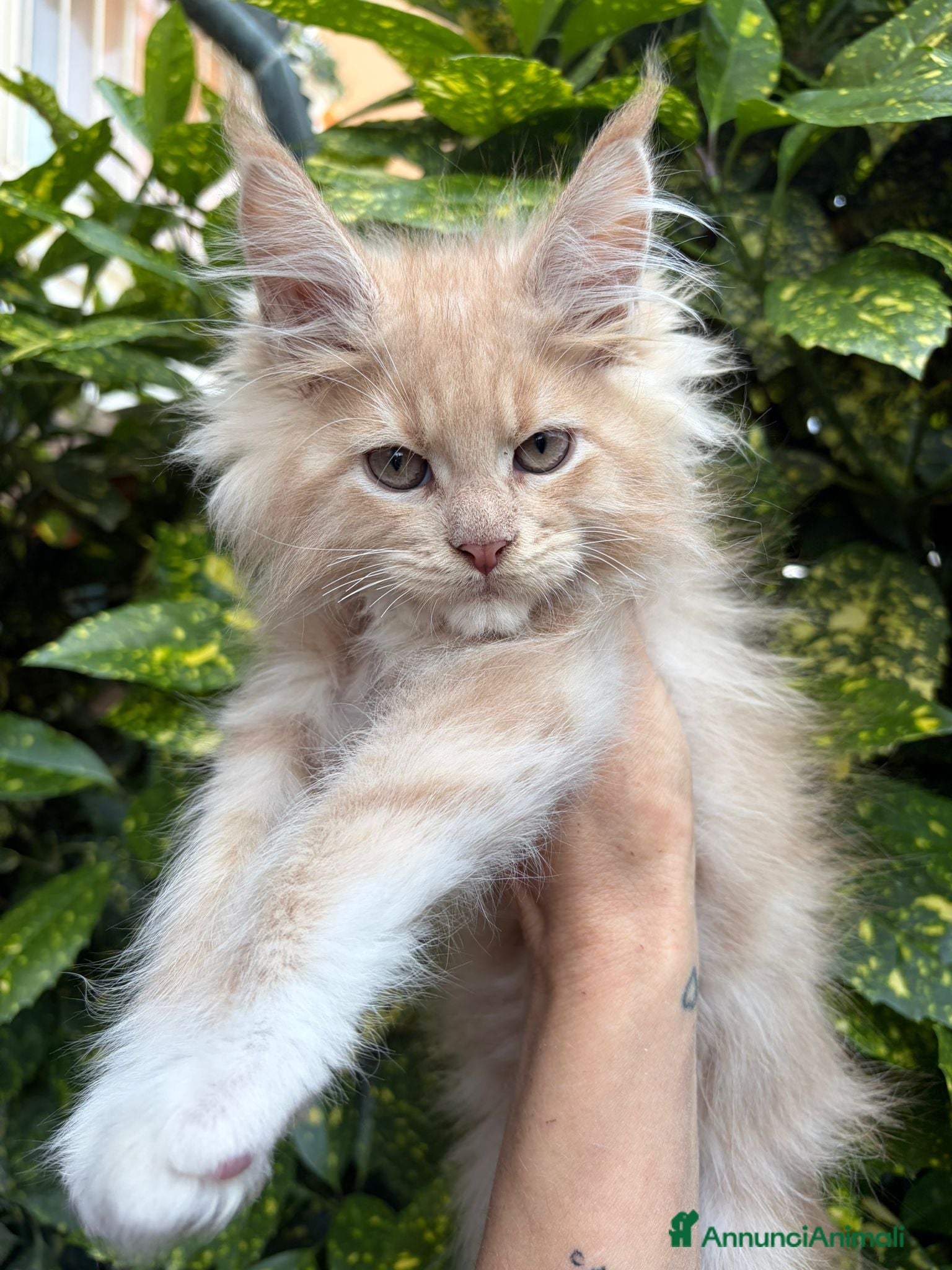 Maine Coon gatti Cuccioli Maine Coon - Annuncio 1
