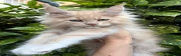Maine Coon gatti in vendita: Cuccioli Maine Coon - Annuncio 1