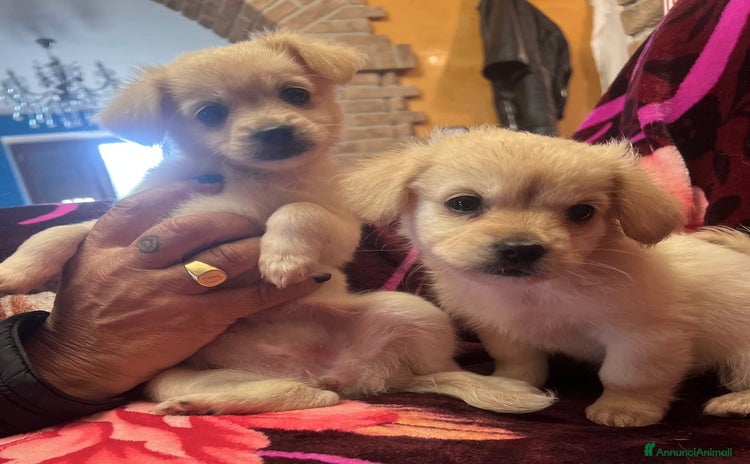 Meticcio cani - Annuncio 17