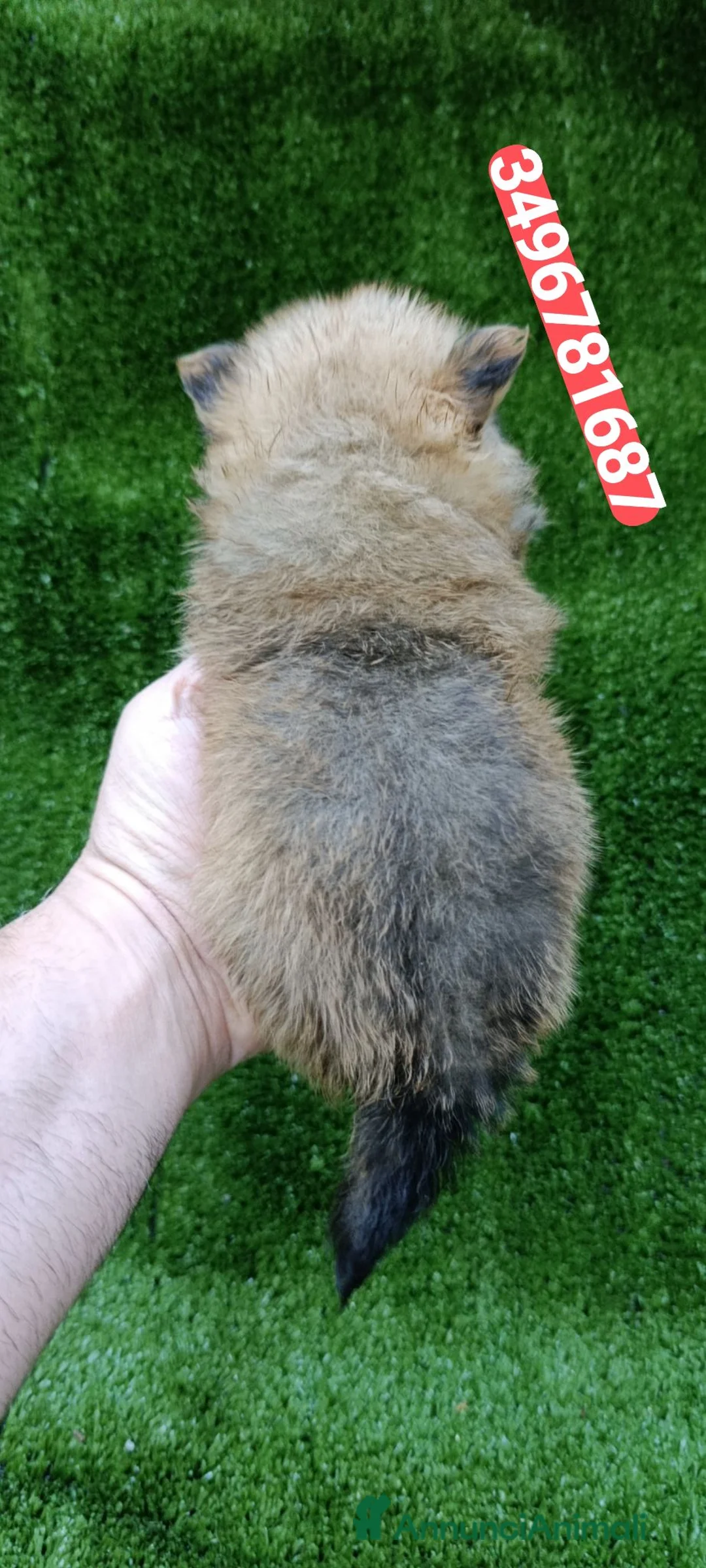 Spitz cani in vendita: SPITZ TEDESCO PICCOLO batuffole amorose - Annuncio 5