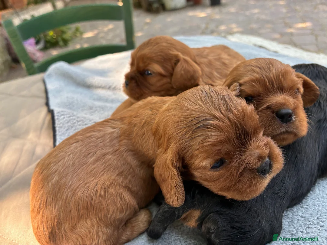 Cavalier King cani in vendita: Cuccioli Rubin di cavalier king  - Annuncio 5