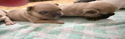 Bulldog Francese cani in vendita: Cuccioli bulldog francese  a Provincia di Latina - Annuncio 17