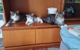 Norvegese gatti in vendita: Gatti delle foreste norvegesi  a Provincia di Vicenza - Immagine 6
