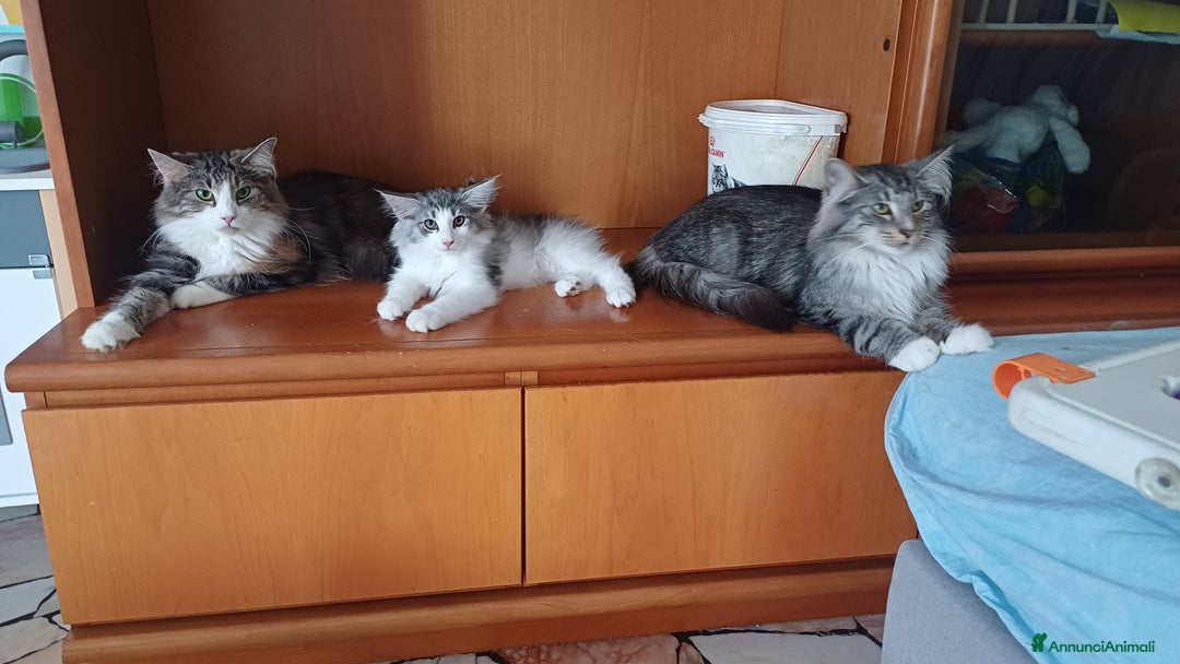 Norvegese gatti in vendita: Gatti delle foreste norvegesi  a Provincia di Vicenza - Immagine 6