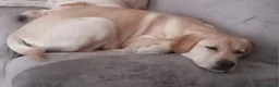Labrador cani in regalo: Labrador puro 8mesi SUPER URGENTEEE PUGLIA - Annuncio 2