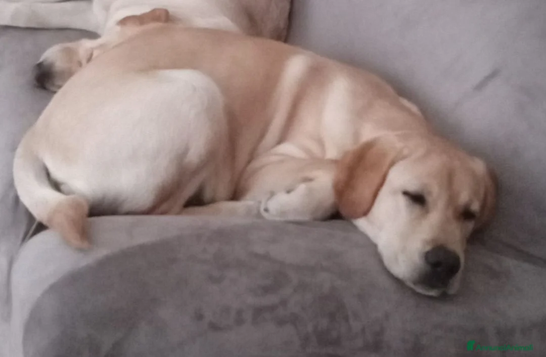 Labrador cani in regalo: Labrador puro 8mesi SUPER URGENTEEE PUGLIA - Annuncio 2