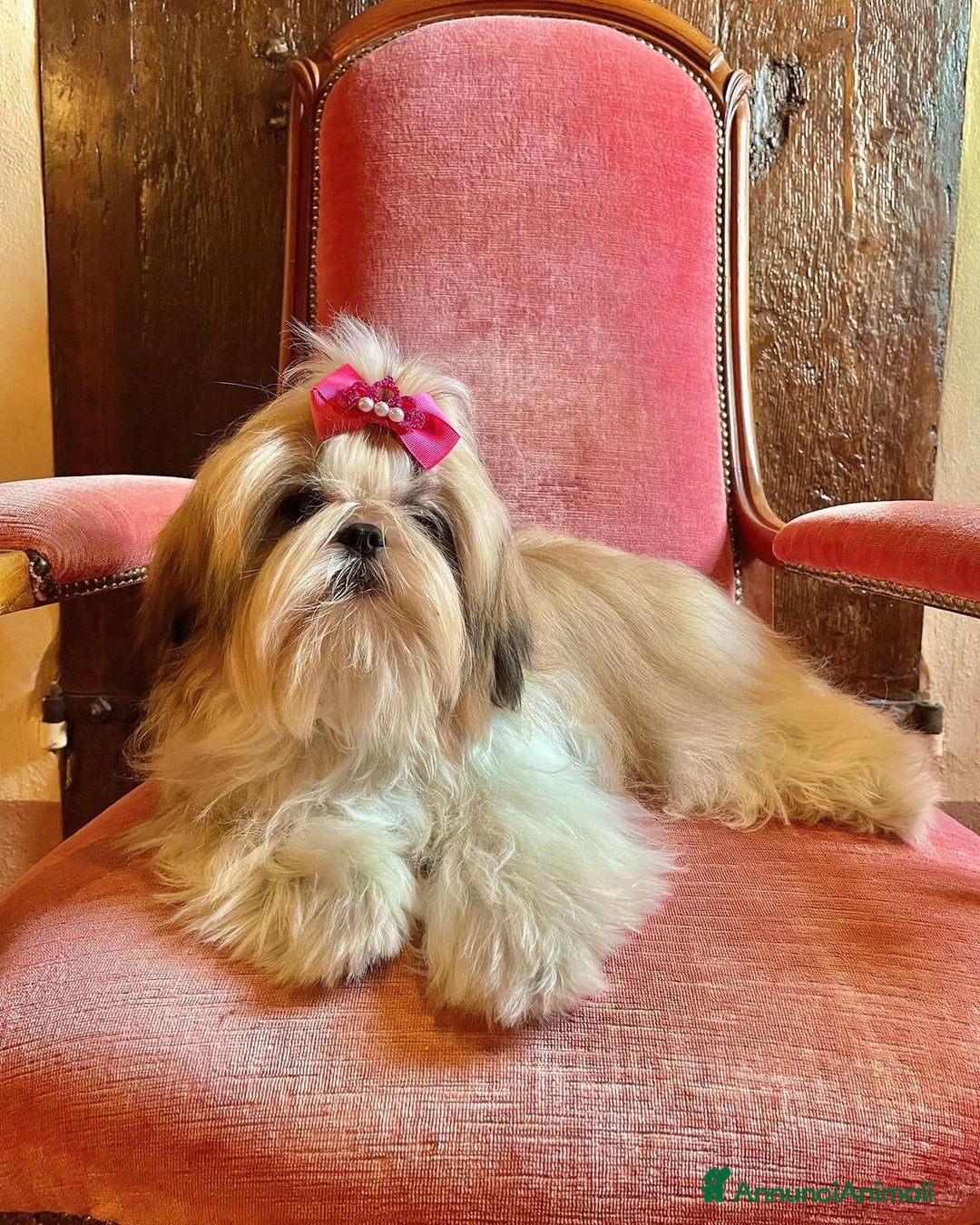 Shih Tzu cani in vendita: SHIHTZU CUCCIOLI con pedigree ENCI alta genealogia a Città metropolitana di Milano - Annuncio 4