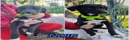 Meticcio cani in regalo: NOIR ASPETTA UNA MAMMA  a Città metropolitana di Milano - Annuncio 2