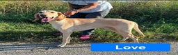 Segugio cani in regalo: 2segugi 2anni e 1/2 PRESTO IN CANILE.ROVIGO URGENO - Annuncio 3