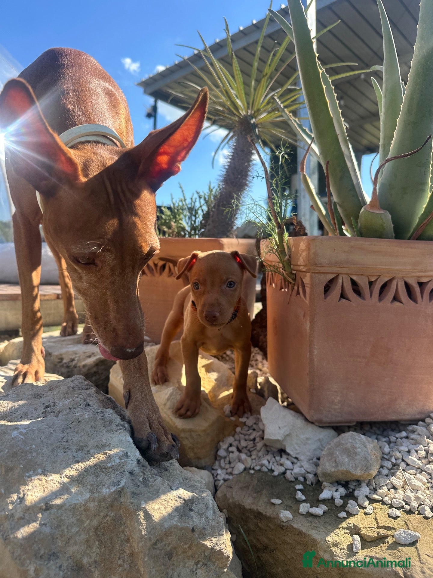 Cirneco dell'Etna cani ULTIMI Splendidi Cuccioli di Cirneco dell'Etna - Annuncio 32