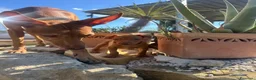 Cirneco dell'Etna cani in vendita: ULTIMI Splendidi Cuccioli di Cirneco dell'Etna - Annuncio 1