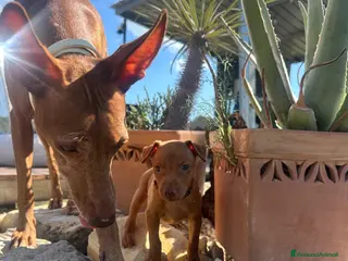 Cirneco dell'Etna cani ULTIMI Splendidi Cuccioli di Cirneco dell'Etna - Annuncio 32