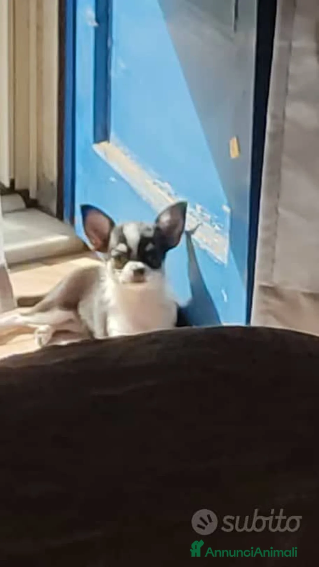 Chihuahua cani in vendita: Cucciola Chiwawa toy  a Città metropolitana di Catania - Annuncio 3