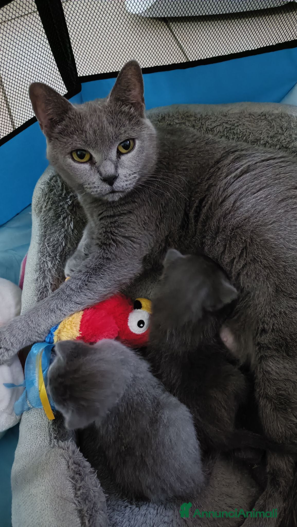 Certosino gatti Cuccioli di certosino PURISSIMI  - Annuncio 2