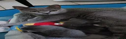 Certosino gatti in vendita: Cuccioli di certosino PURISSIMI  - Annuncio 1