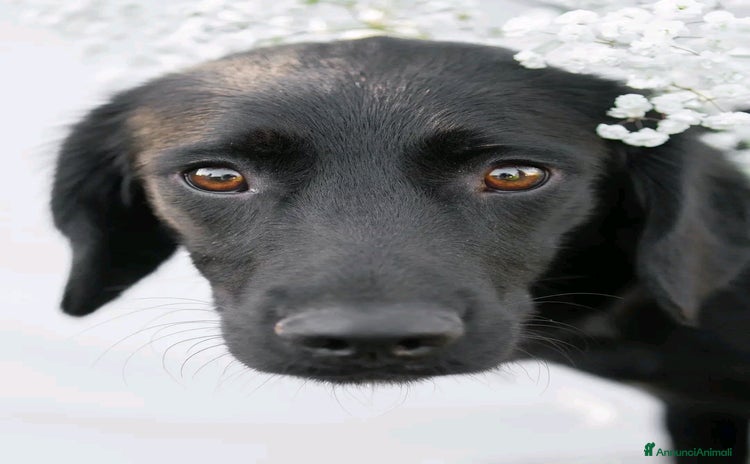 Meticcio cani - Annuncio 13