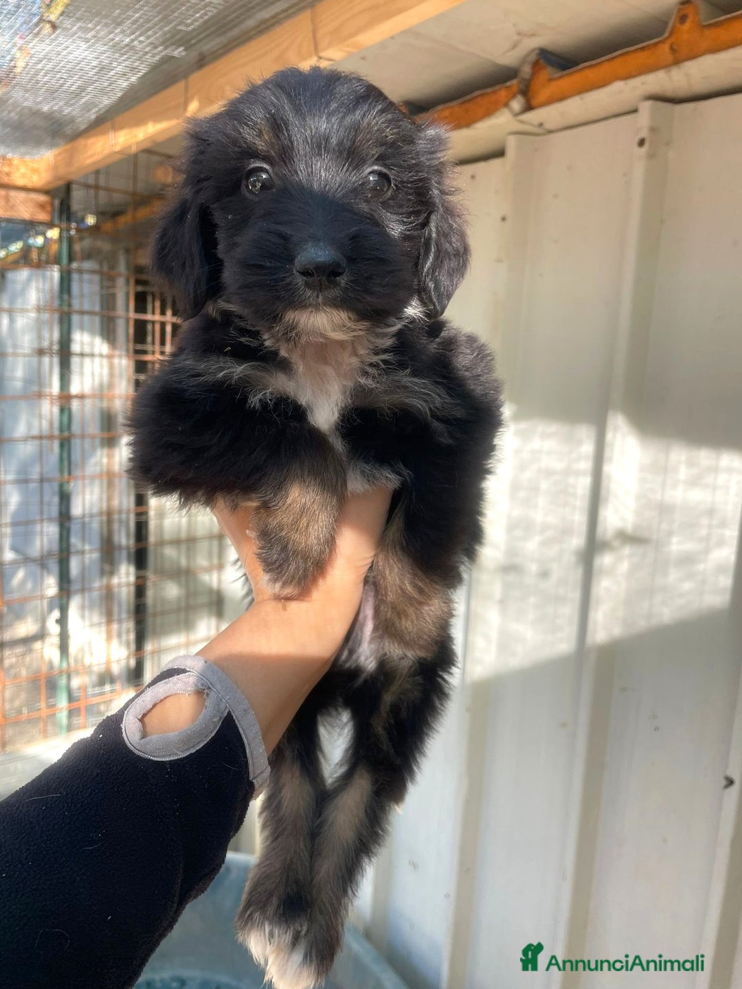 Meticcio cani in regalo: SMERALDO - Annuncio 5