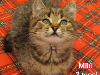 Europeo gatti TANTI GATTINI DA SALVARE! - Annuncio 4