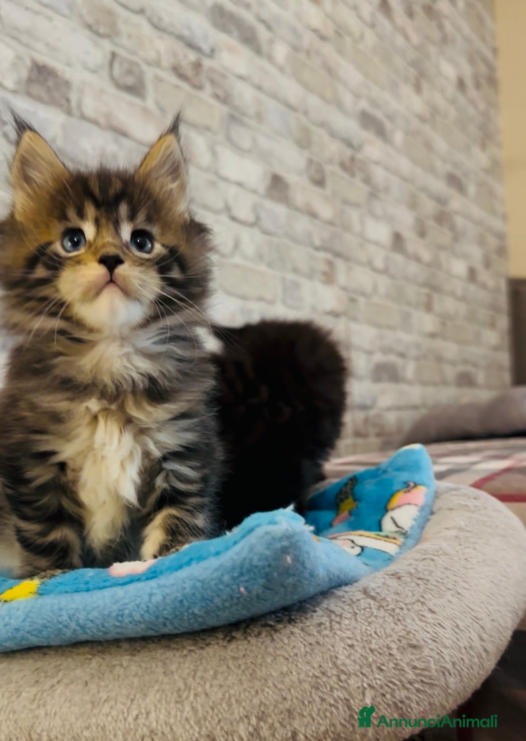 Maine Coon gatti in vendita: Cucciola Maine Coon con Pedigree - Annuncio 3