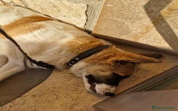 Altre razze cani in regalo: Splendido cucciolone - Immagine 2