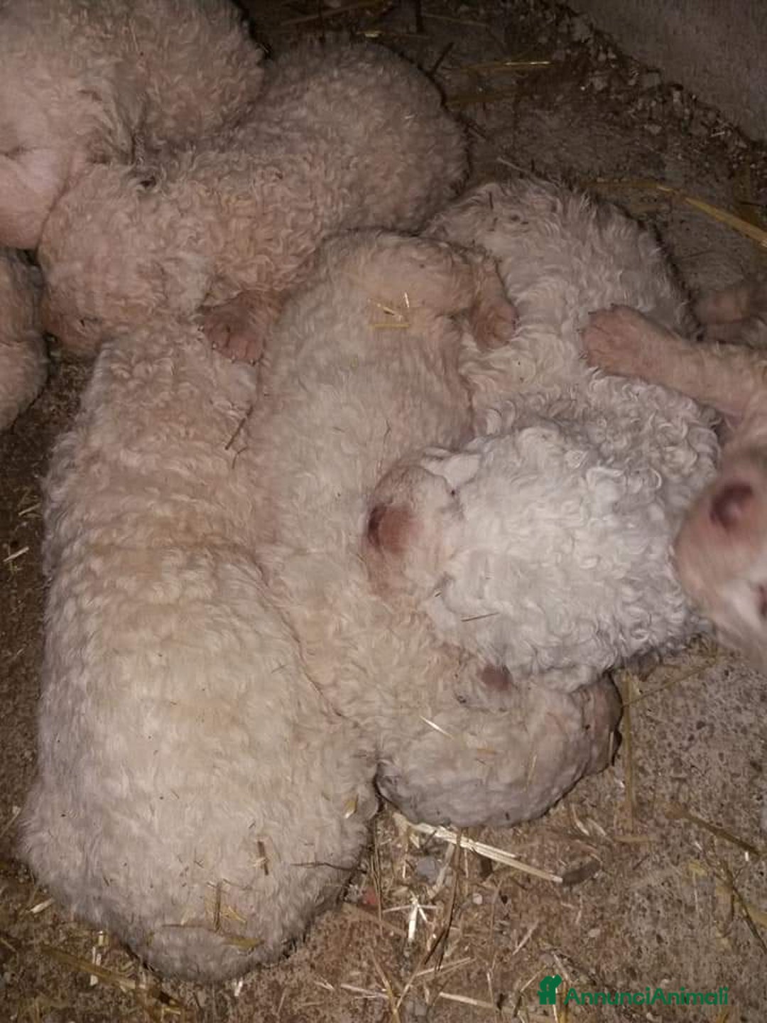Pastore Maremmano cani in vendita: Cuccioli Pastore Abruzzese Aborigeno  - Annuncio 6