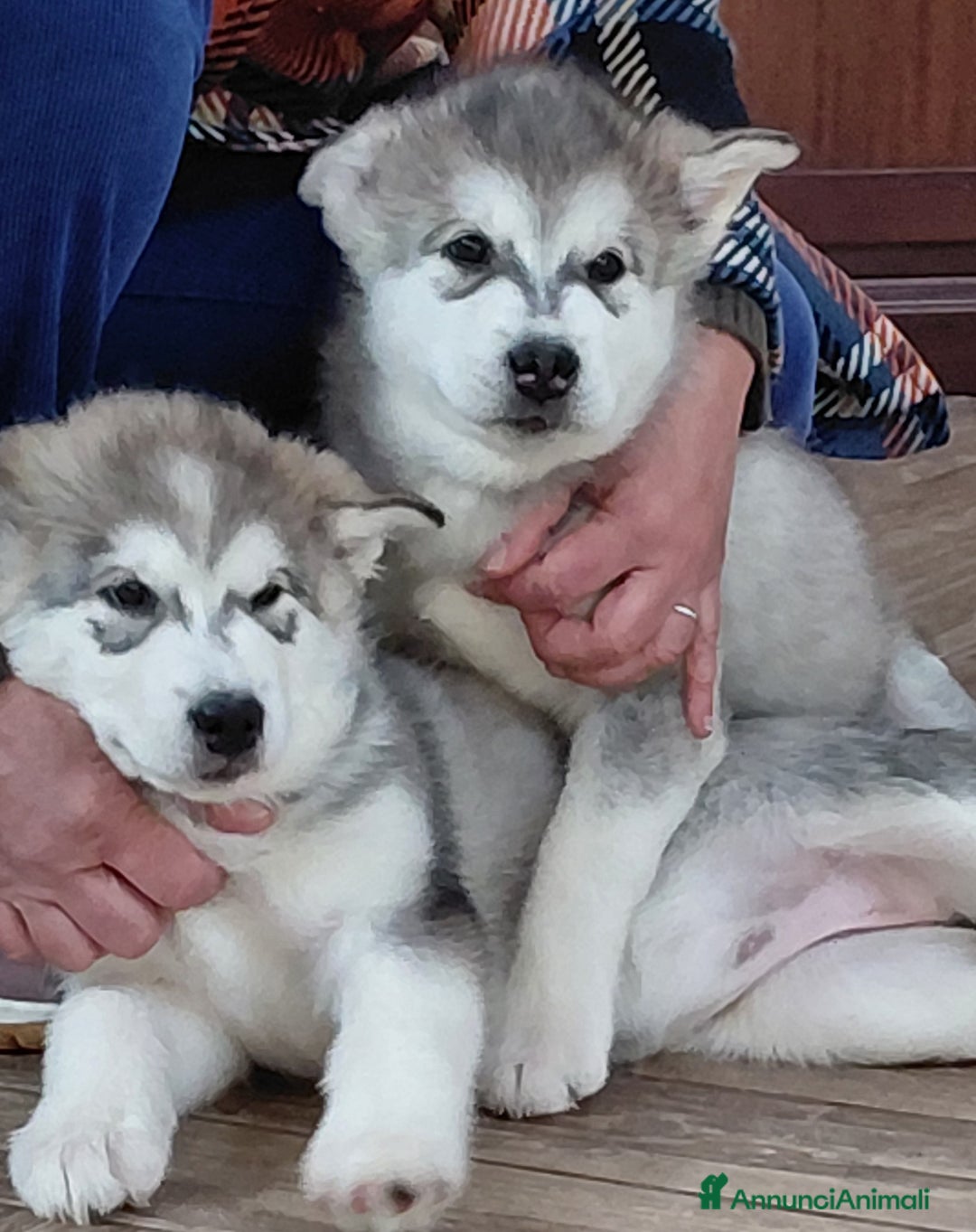 Alaskan Malamute cani in vendita: Cucciola di Alaskan Malamute - Annuncio 8