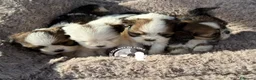 Maltipoo cani in vendita: Lhasa Apso Maltipoo Barboncino Tre Quarti di Luna - Annuncio 3