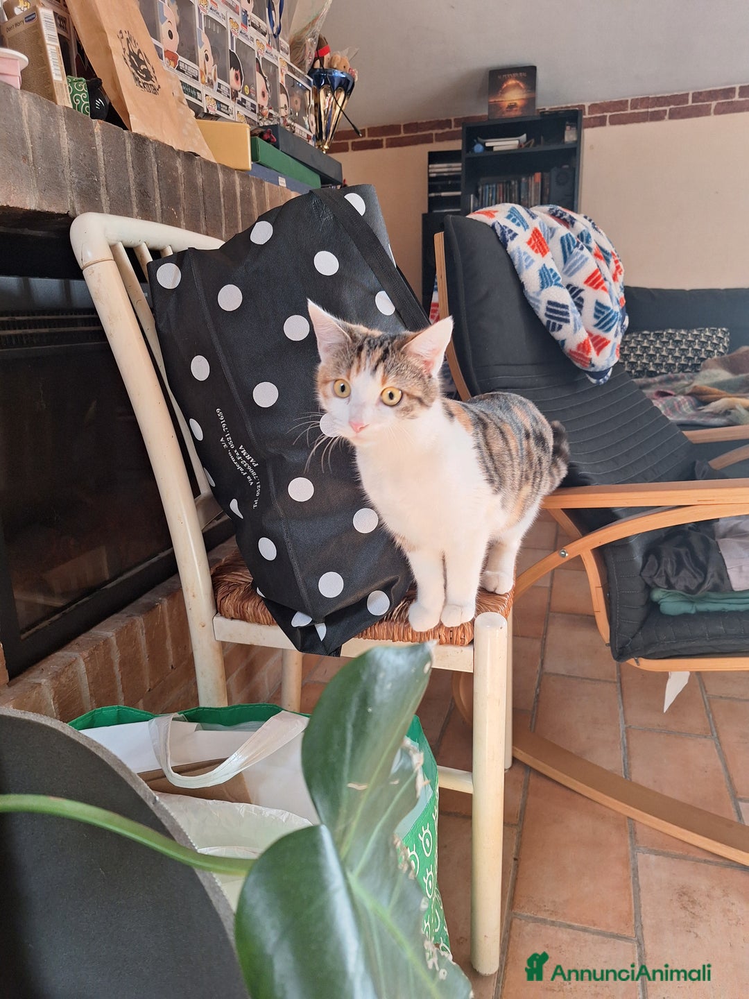 Europeo gatti in regalo: Gattini in regalo! - Annuncio 2