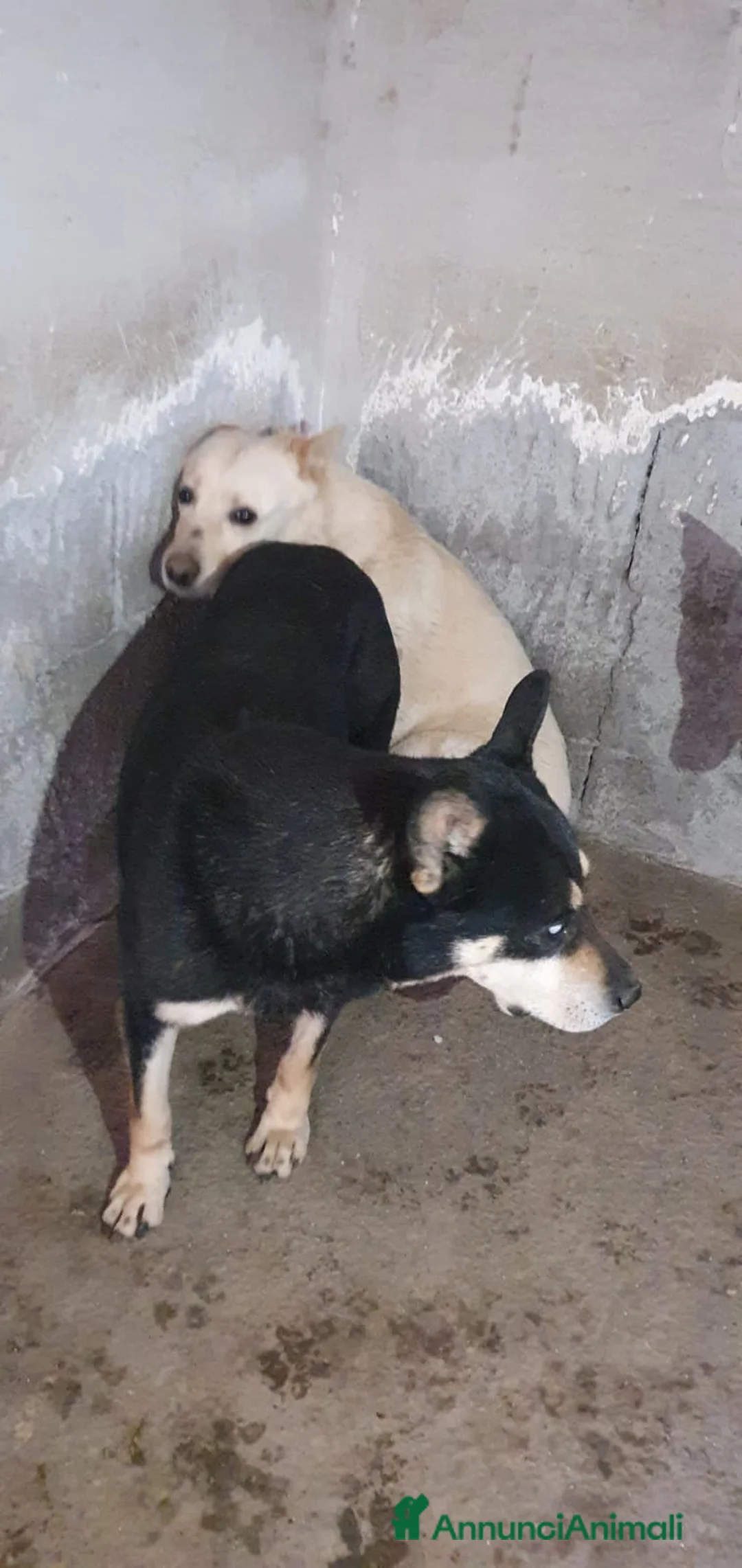 Meticcio cani in regalo: Biondo in Canile - Annuncio 2