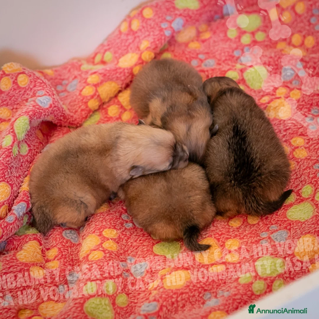 Volpino Pomerania cani in vendita: Cuccioli Spitz Nano di Pomerania - Annuncio 11