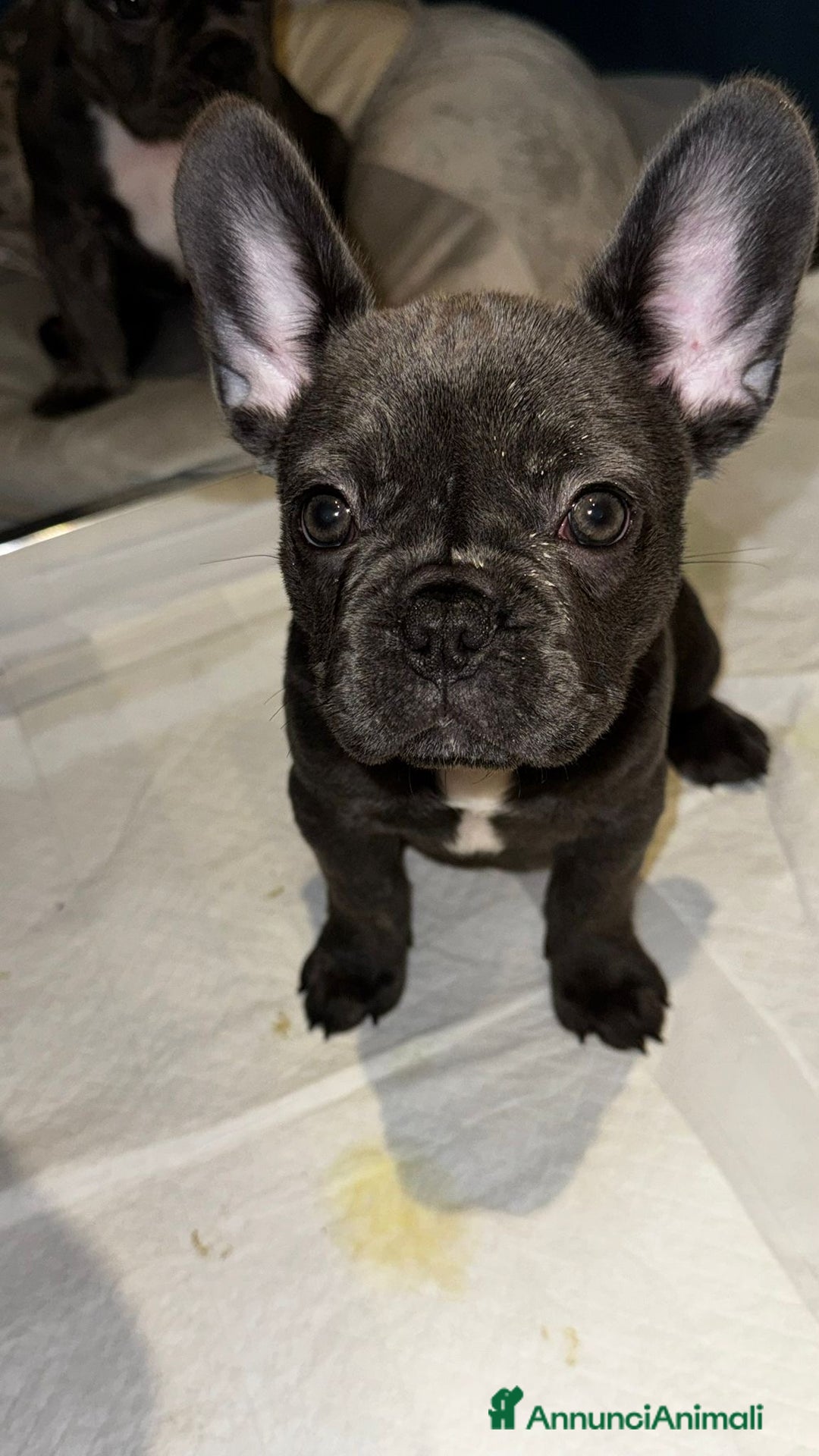 Bulldog Francese cani in vendita: Bulldog francese  - Annuncio 4