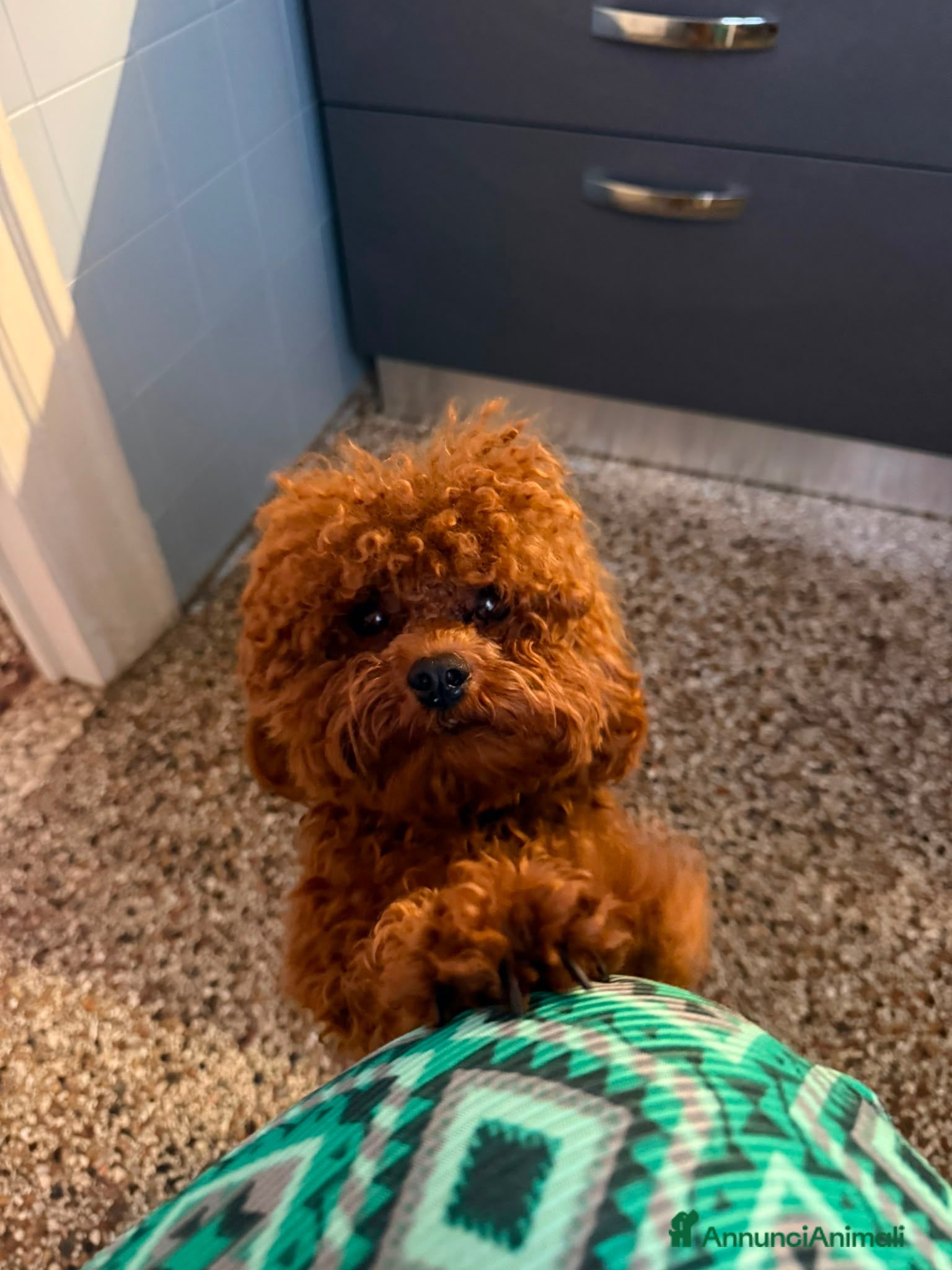 Barboncino Toy cani Romeo cerca Fidanzatina❤️ - Annuncio 16