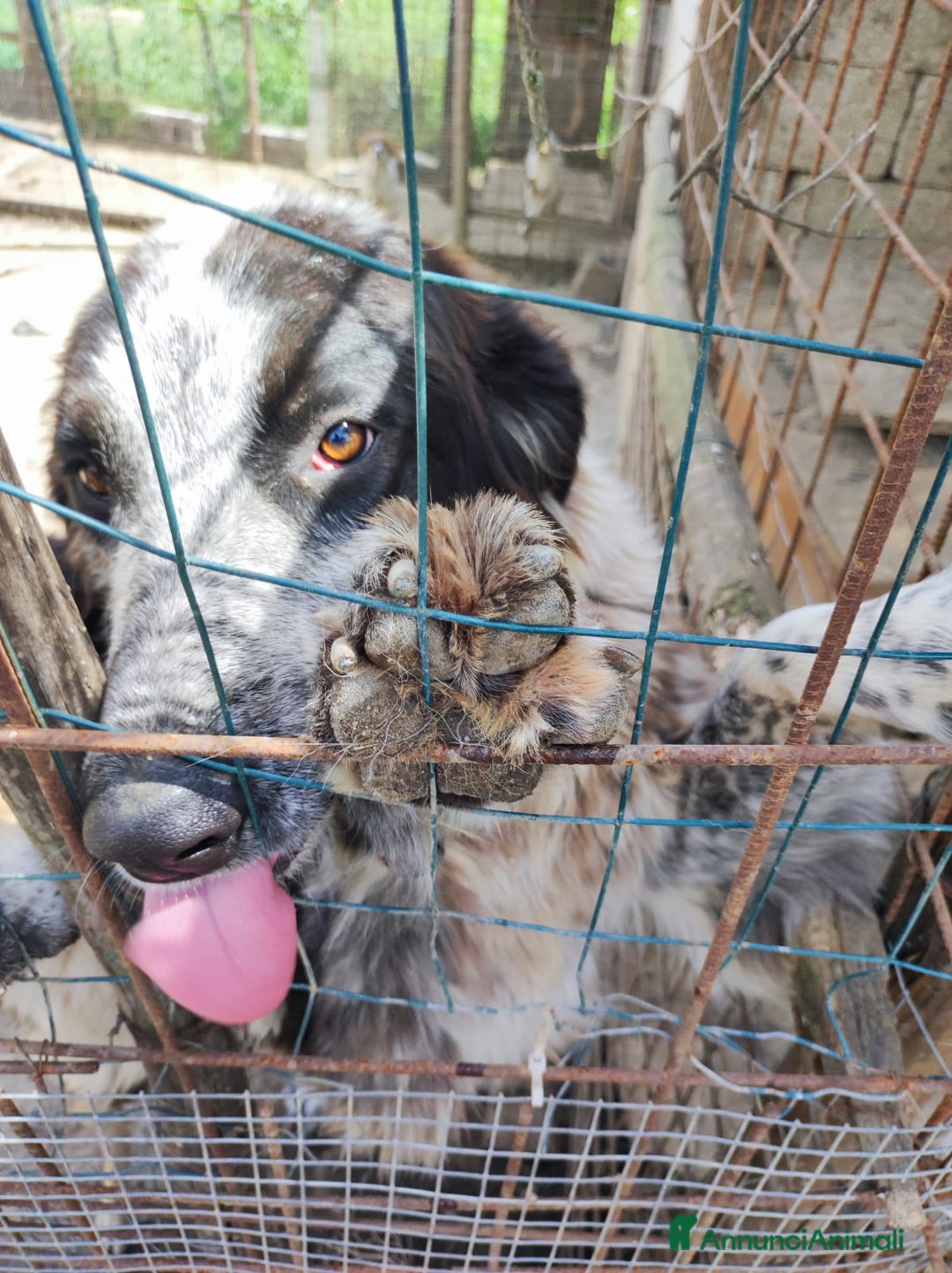 Meticcio cani in regalo: BERNA  a Provincia di Avellino - Annuncio 8