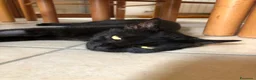 Altre razze gatti in regalo: Urgente 🚨 MARTA CERCA CASA 🏡 - Annuncio 3