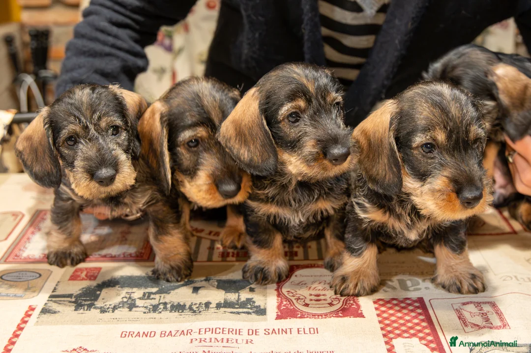 Bassotto cani in vendita: Bassoti pelo ruvido - Annuncio 7