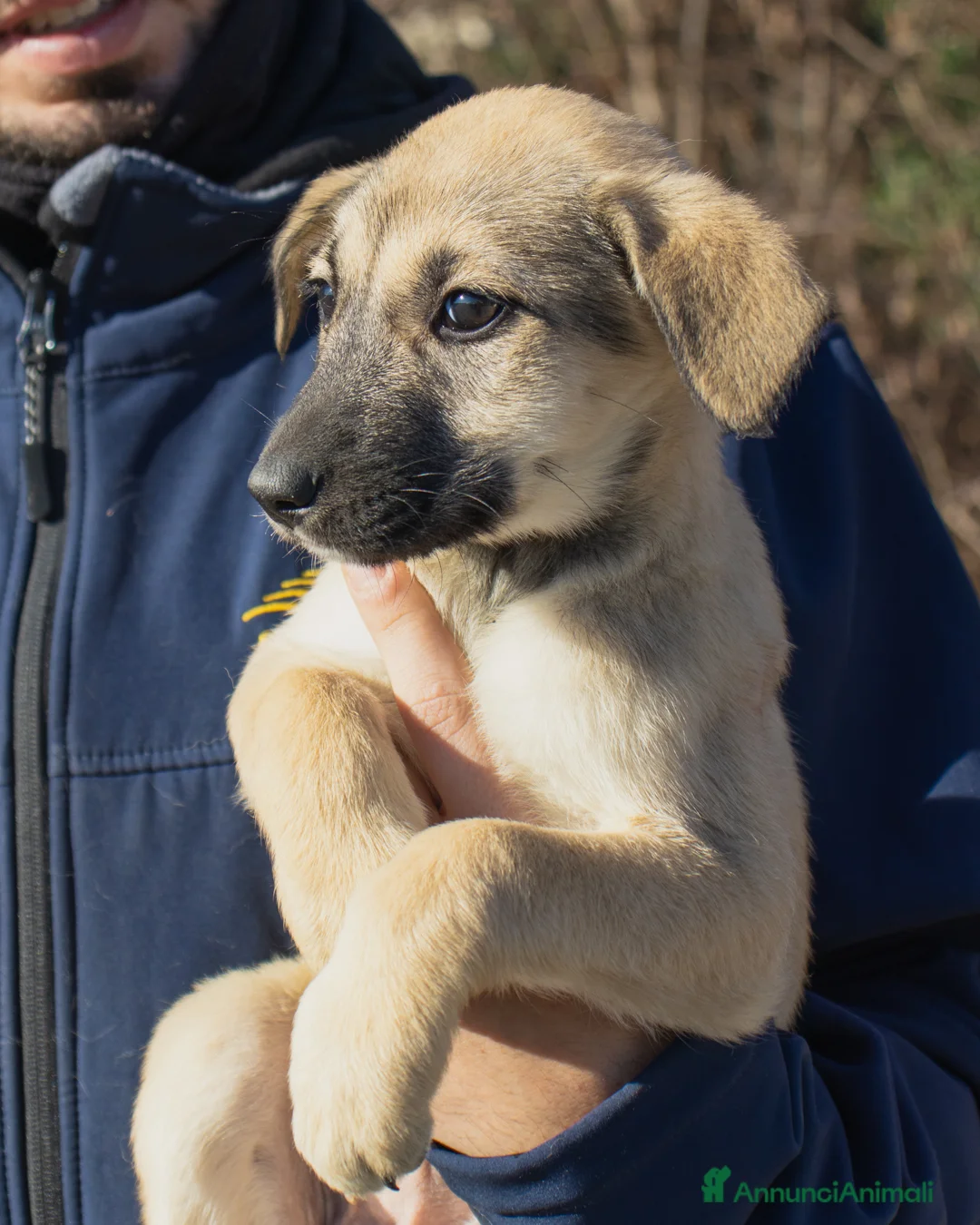 Altre razze cani in regalo:  LILLY - Annuncio 3