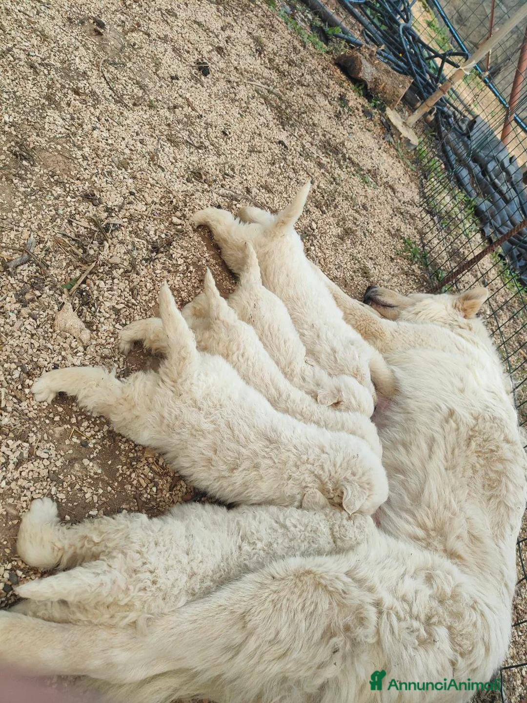 Pastore Maremmano cani in vendita: Cuccioli Pastore Maremmano Vaccinati e Sverminati - Annuncio 3