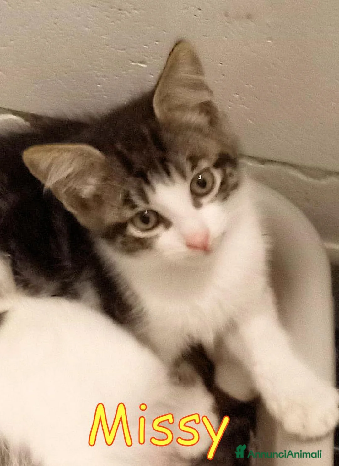 Europeo gatti in regalo: MISSY &  PACIOCCO GATTINI PELO SEMILUNGO - Annuncio 2