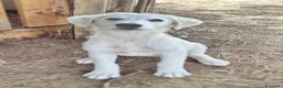 Meticcio cani in regalo: PROVOLA 🩷 PER LEI CASA È ANCORA UN SOGNO a Provincia di Alessandria - Annuncio 2