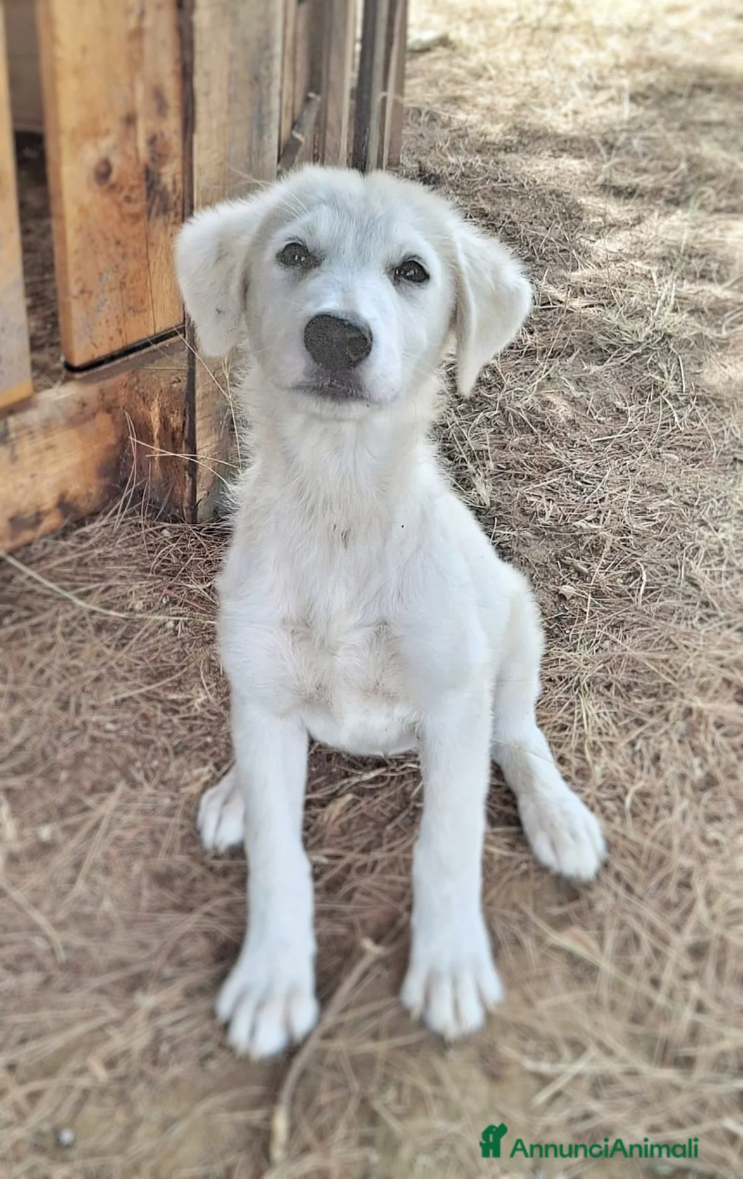 Meticcio cani in regalo: PROVOLA 🩷 PER LEI CASA È ANCORA UN SOGNO a Provincia di Alessandria - Annuncio 2